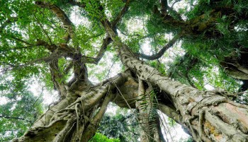 Cây sanh trên 800 tuổi có 54 gốc tỏa bóng xanh mướt, những huyền tích về tên gọi "Ma làng"