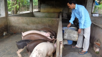 Giá heo hơi hôm nay 27/5: Bất ngờ giảm nhẹ, nhiều hộ không còn heo có nên tái đàn khi giá khó vượt đỉnh?