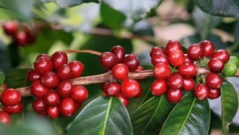 Giá nông sản hôm nay 27/5: Cà phê kỳ hạn đẩy giá trong nước tăng nhẹ, hồ tiêu đà giảm nối tiếp