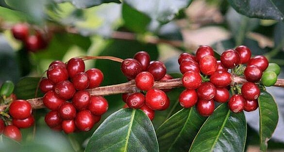 Giá nông sản hôm nay (27/5), cà phê biến đồng trái chiều trên sàn kỳ hạn. Giá robusta tăng đẩy giá cà phê trong nước tăng nhẹ 300 đồng/kg. 