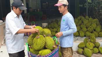 Thu hoạch đã vãn sầu riêng tăng trở lại, sầu riêng Thái Lan vẫn vượt trội về giá