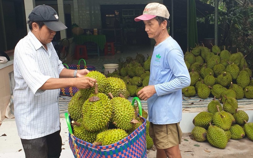 giá sầu riêng đã tăng từ 10.000 đến 15.000 đồng so với cách đây một tháng.