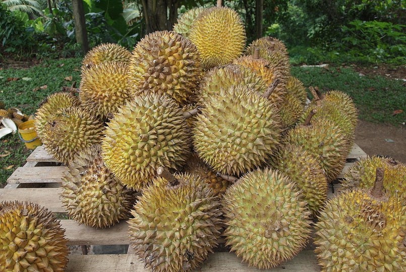 sầu riêng giống Monthong của Thái Lan