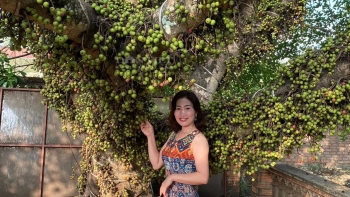 Cây sung hiếm gặp suốt 10 năm cứ 2 tháng lại ra lứa quả mới  chi chít từ gốc tới ngọn