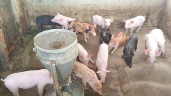 Dù giá heo ở mức thấp vẫn lãi gần 2 triệu đồng mỗi con nhờ bí quyết độn thức ăn công nghiệp