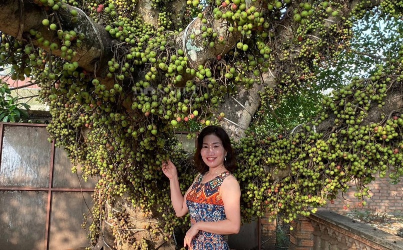 Cây sung hiếm gặp của gia đình ông Phan Hữu Dương ở Gia Lai. (Ảnh: NVCC)