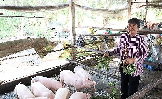 Nhờ độn rau, khoai vào thức ăn công nghiệp nên bà Tăng Thị Hường vẫn có lợi nhuận.