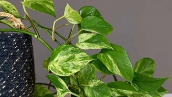 Trồng cây có 5 “báo động” này, cần xử lý càng sớm, chậm vài phút là lá vàng, chết cả chậu