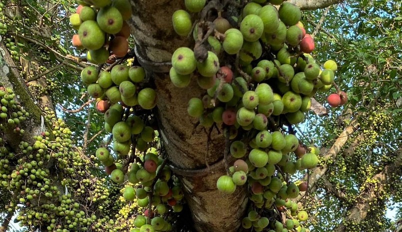 Quả sung chi chít và các lứa quả ra liên tục.