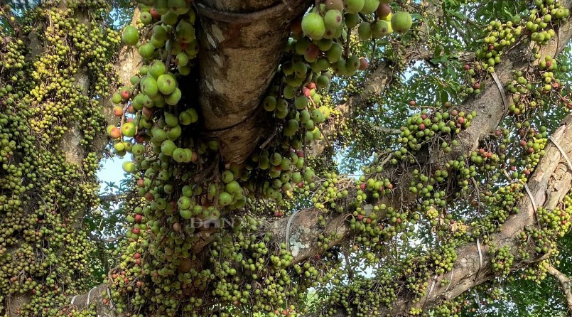 Nhiều người hiếu kỳ đến ngắm cây sung, có người xin quả về sử dụng.