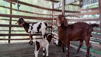 Đưa loài dê thích leo núi về đồng bằng lập nên trại dê lớn nhất huyện, lão nông thu vài trăm triệu mỗi năm