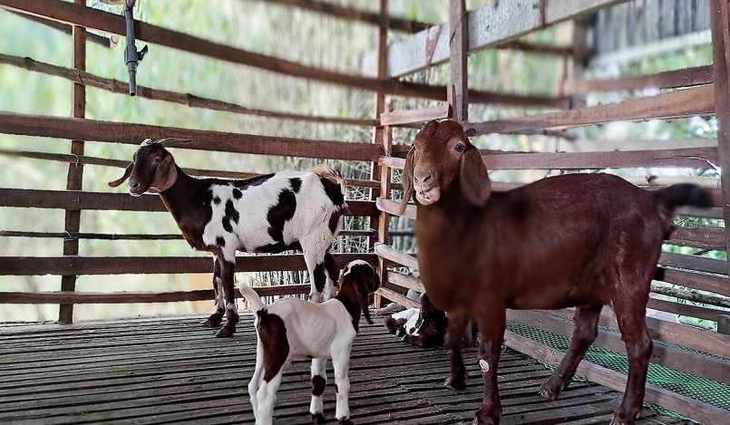 Trại nuôi dê Boer của ông Hồ Viết Hùng đang là mô hình được nhiều nông dân tới học hỏi và áp dụng.