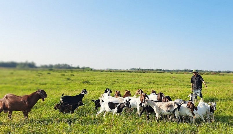 Ông Hùng nuôi dê kết hợp phương thức chăn thả và nhốt chuồng.