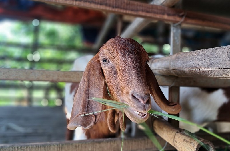 Để nuôi dê thành công ở vùng đồng bằng, ông Hung đã bỏ nhiều công sức tìm tòi, nghiên cứu.
