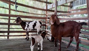 Đưa loài dê thích leo núi về đồng bằng lập nên trại dê lớn nhất huyện, lão nông thu vài trăm triệu mỗi năm