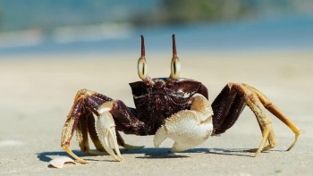 Loại hải sản Tiền Giang có tên rất lạ, chạy nhanh như gió, ngon như cua đồng, khó mua hơn cua biển