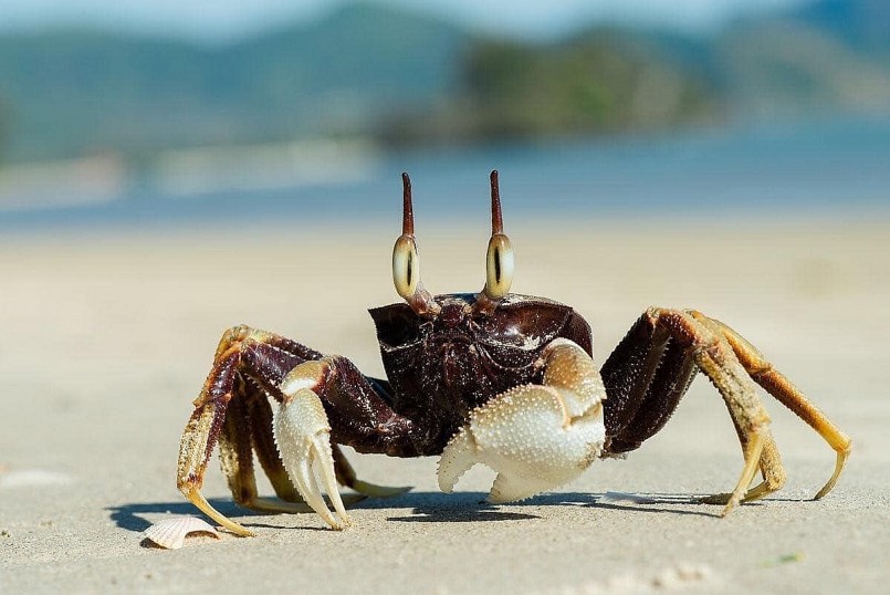 Còng gió có nhiều ở Tiền Giang