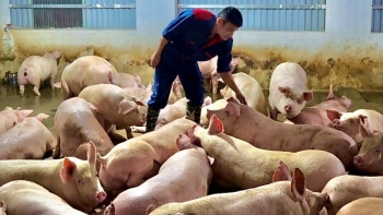 Giá heo hơi hôm nay 28/5: Chững lại ở đỉnh 61.000 đồng/kg, khó tăng thêm khi tiêu thụ chững lại