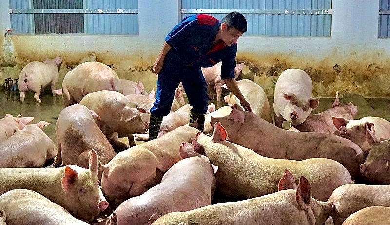 Giá heo hơi hôm nay (28/5), sau những phiên tăng khởi sắc, giá heo hơi đã chững lại và có xu hướng giảm nhẹ vào phiên cuối tuần. Giá heo hơi hôm nay (28/5), sau những phiên tăng khởi sắc, giá heo hơi đã chững lại và có xu hướng giảm nhẹ vào phiên cuối tuần.