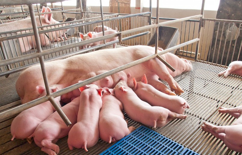 Giá heo hơi hôm nay (28/5) đã tăng tới ngưỡng có lợi nhuận nhưng người chăn nuôi vẫn do dự khi quyết định tái đàn. Giá heo hơi hôm nay (28/5) đã tăng tới ngưỡng có lợi nhuận nhưng người chăn nuôi vẫn do dự khi quyết định tái đàn.