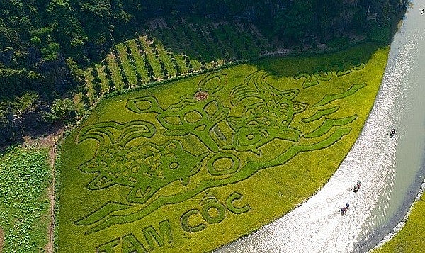 Bức tranh Lý ngư vọng nguyệt trên cánh đồng lúa rộng 9500m2 Bức tranh Lý ngư vọng nguyệt trên cánh đồng lúa rộng 9500m2