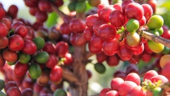 Giá nông sản hôm nay 28/5: Cà phê bứt phá mạnh mẽ lập thêm đỉnh mới, hồ tiêu lao dốc thủng đáy