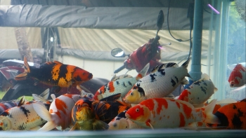 Sức hút ở lễ hội cá cảnh, ngắm đã mắt còn được miễn phí vớt cá mang về