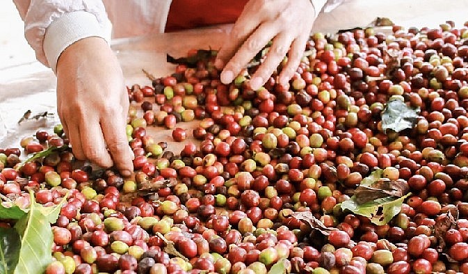 Giá nông sản hôm nay (28/5), 