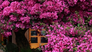 Trồng hoa giấy chỉ thấy lá không ra hoa, tưới thứ nước “cay cay” này, hoa ra hàng chùm rực rỡ