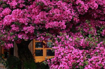 Trồng hoa giấy chỉ thấy lá không ra hoa, tưới thứ nước “cay cay” này, hoa ra hàng chùm rực rỡ