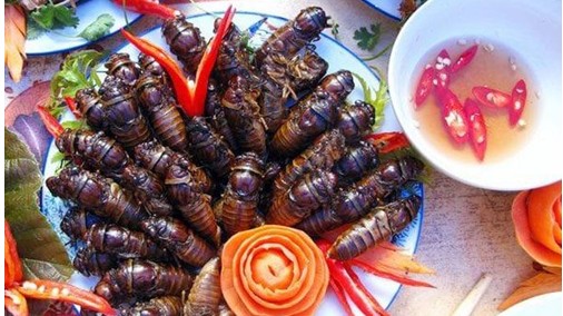 Ve sầu món “đặc sản” mùa hè có thực sự tốt hay không?