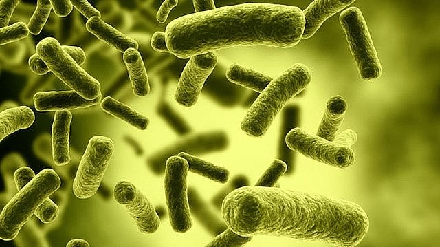 Clostridium botulinum là vi khuẩn hình que, sống kỵ khí tuyệt đối (trong môi trường kín), sinh độc tố