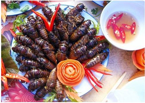 Ve sầu món “đặc sản” mùa hè có thực sự tốt hay không?