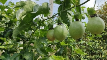 Giá chanh leo rơi tự do thấp nhất còn 3.000 đồng/kg nhà vườn bất lực vì Trung Quốc hạn chế mua