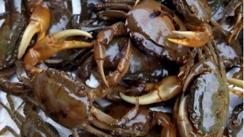 Cua đồng – thực phẩm dễ kiếm, chứa nhiều chất đạm quý