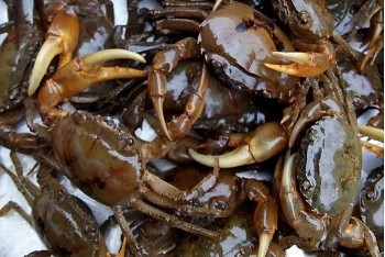 Cua đồng – thực phẩm dễ kiếm, chứa nhiều chất đạm quý