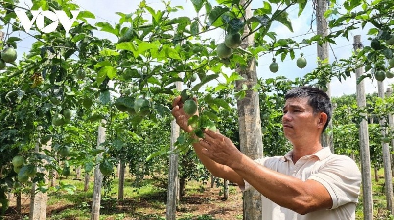 Anh Lê Đình Tứ (huyện Đắk Đoa) lo lắng vì nguy cơ lỗ nặng khi đầu tư trồng chanh dây. 