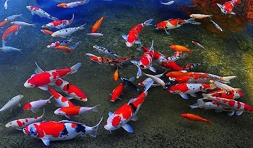 Cá chép Koi được xem là biểu tượng của sự may mắn.
