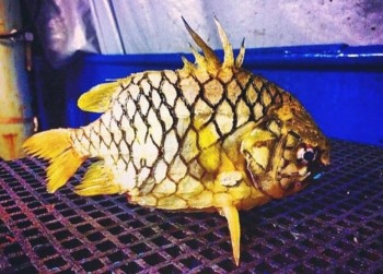 Loại cá có tên rất lạ, xưa không ai biết đến, nay là đặc sản được "săn lùng" trong nhà hàng