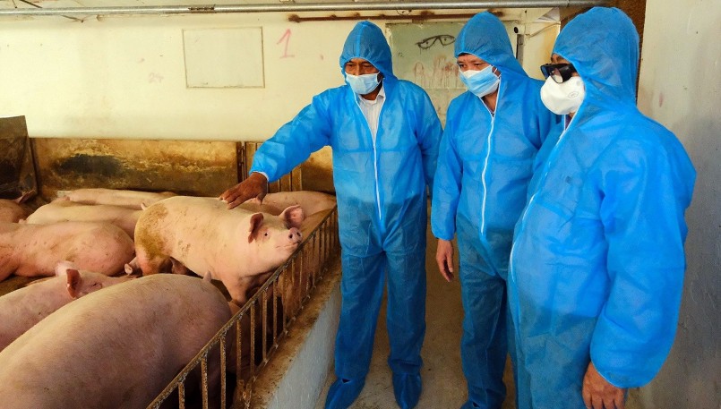 Giá heo hơi hôm nay (29/5) đã duy trì ở mức có lãi nên người nuôi heo tính toán phương án tái đàn heo.