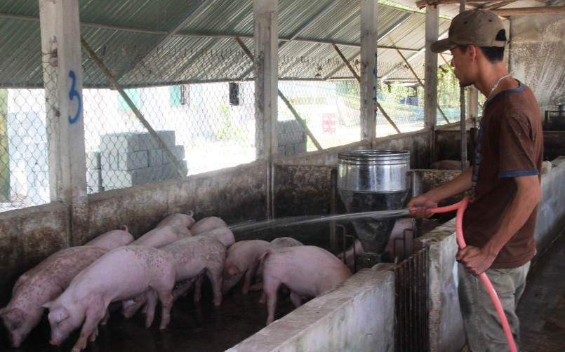 Giá heo hơi hôm nay (29/5), duy trì ở mức cao nhất 61.000 đồng/kg.