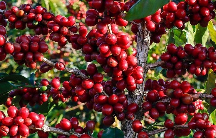 Giá nông sản hôm nay (29/5) cà phê 2 sàn kỳ hạn nghỉ giao dịch, tuy nhiên cà phê trong nước vẫn duy trì động lực tăng. Giá nông sản hôm nay (29/5) cà phê 2 sàn kỳ hạn nghỉ giao dịch, tuy nhiên cà phê trong nước vẫn duy trì động lực tăng.