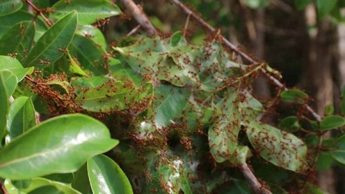 Thứ trông rất ghê rợn trở thành đặc sản nổi tiếng, ăn một lần nhớ cả đời không quên