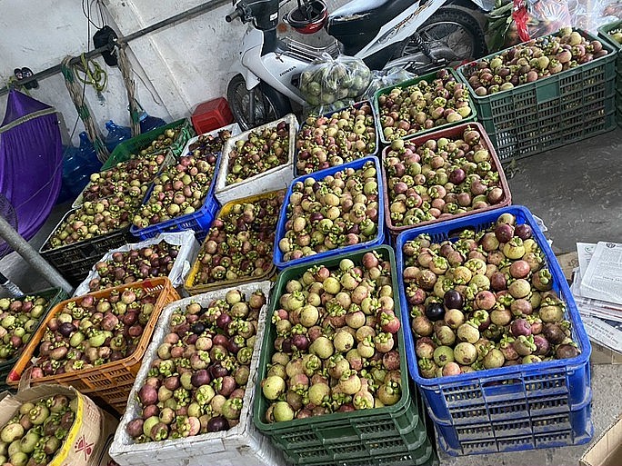 Măng cụt giảm mạnh hậu “gỏi gà măng cụt”