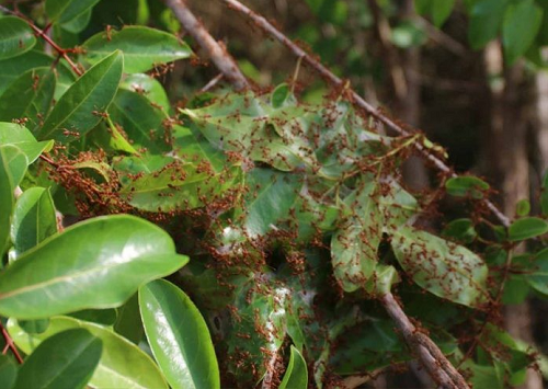 Thứ trông rất ghê rợn trở thành đặc sản nổi tiếng, ăn một lần nhớ cả đời không quên