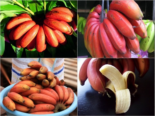 Lợi ích của chuối đỏ mang lại cho sức khỏe