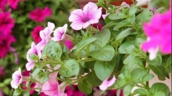 Hoa dạ yến thảo - loài hoa rủ tuyệt đẹp