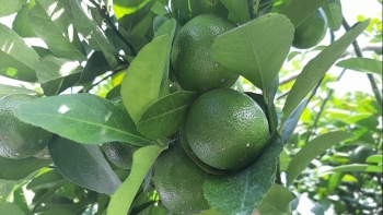 Biến vùng đất lúa nhiễm phèn thành vựa chanh bông tím thu lãi 1,5 tỷ đồng mỗi năm