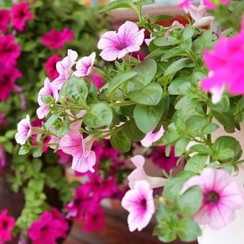 Hoa dạ yến thảo - loài hoa rủ tuyệt đẹp