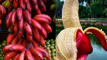 Chuối đỏ Dacca – Loại chuối độc lạ tốt cho sức khỏe